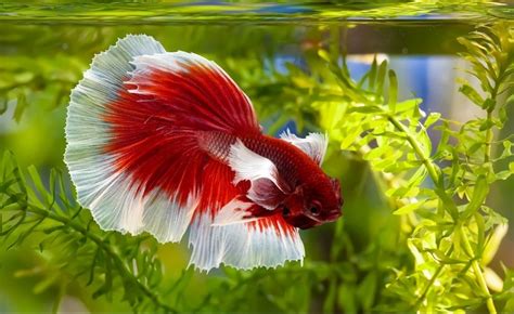 Halfmoon Betta Care Guide Pictures Lifespan And More Hepper