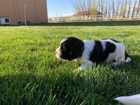 Maybe you would like to learn more about one of these? AKC English Springer Spaniels for Sale in Kuna, Idaho ...