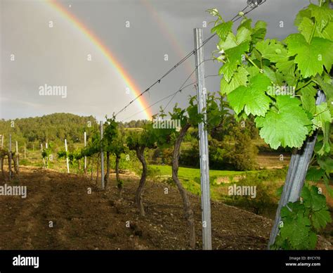 Rainbow Over Vineyard Stock Photo Alamy