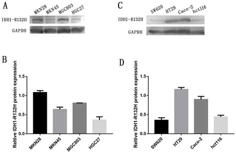 Expression Of Idh1 R132h In Four Gc Cell Lines And Four Crc Cell Lines