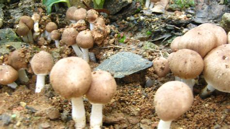 Edible Shrooms Mushroom Hunting And Identification