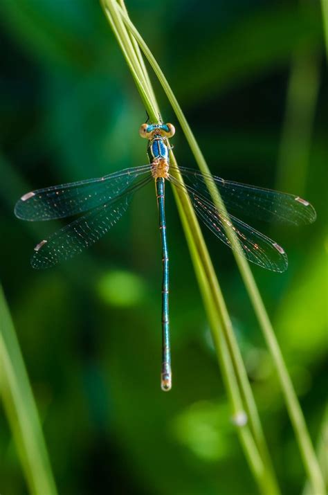 17 Best Images About Dragonflies On Pinterest Brooches