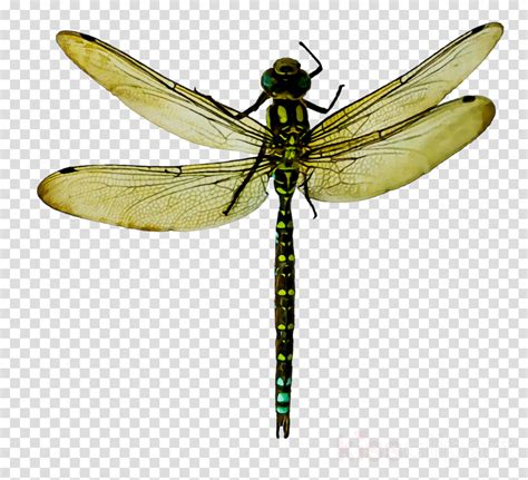 Dragonfly Clipart Dragonfly Net Winged Insects Pterygota Clipart Wing