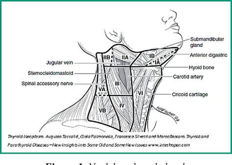 Thyroid Cancer Lymph Node Doctorvisit