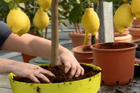 Growing Lemon Tree From Seed