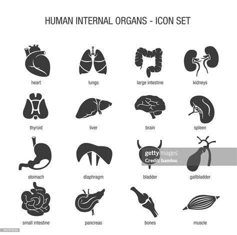 Human Internal Organs Icon Set High Res Vector Graphic Getty Images