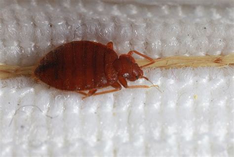 First Aid For Bed Bugs Insects In The City