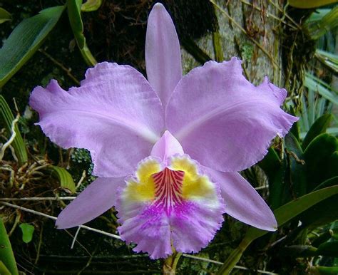 cattleya orchid hybrid orchid flowers