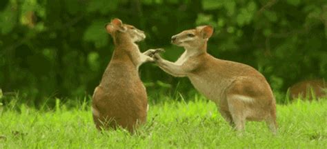 Kangaroo  Find And Share On Giphy