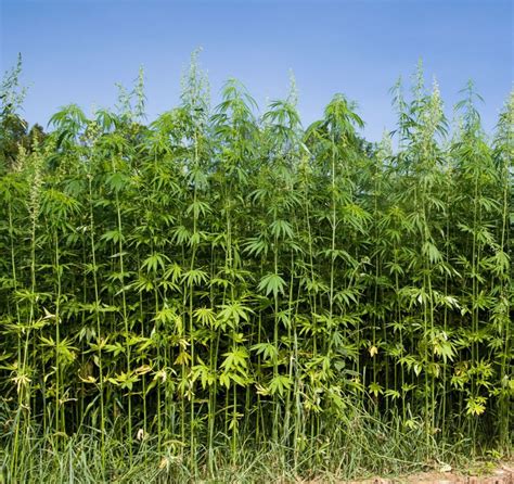 Hemp Farming Quadrupled In The Us This Year Easton Spectator