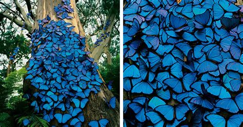 Amаzіпɡ View of Groups of Ьгіɩɩіапt Blue Butterflies on a Tree is