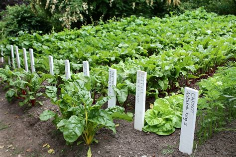 Planting A Vegetable Garden Isnt Just For Spring Heres What To Grow