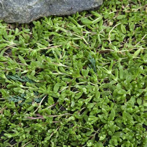 Herniaria Glabra Green Carpet Ground Cover Seeds Rupturewort