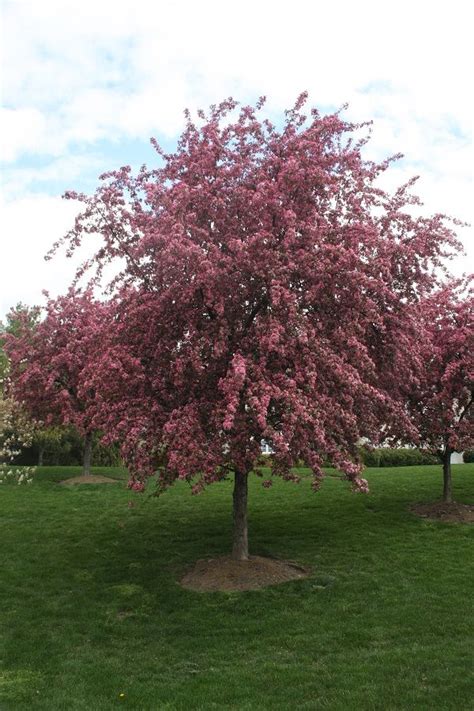 Fragrant Flowering Trees Ontario Yellowhorn Xanthoceras Sorbifolium