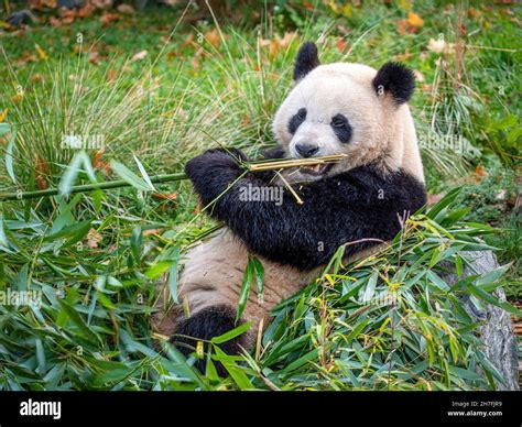 Cute Panda Eating Bambus Stock Photo Alamy
