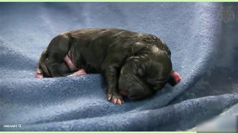 Animal World Dog Gives Birth Pit Bull Puppy Youtube