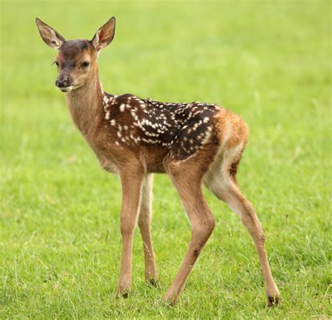 Tiny Baby Deer Rescue Is Just So Heartwarming