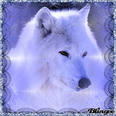 Lovely photo art/illustration that looks great on its own or as part of a collage. beautiful white wolf Picture #126311663 | Blingee.com