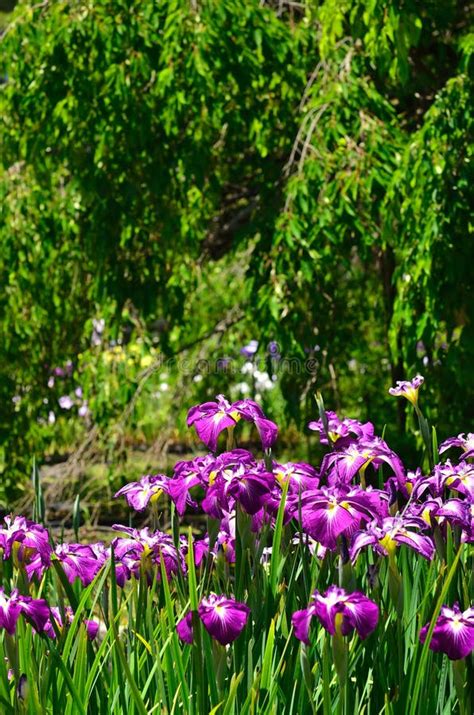 Flowering Japanese Iris At Japanese Garden Kyoto Japan Stock Photo