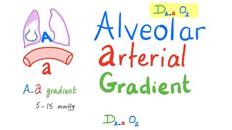 Alveolar Arterial Gradient A A Gradient Respiratory Physiology