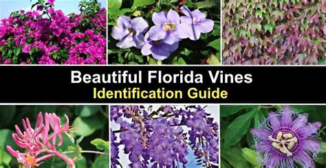 18 Florida Vines Flowering Evergreen With Pictures