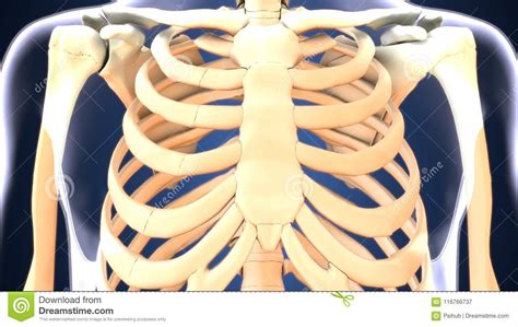 There are various causes for pain around rib cage and the presentation of symptoms also varies according to the cause. 3d Illustration Of Skeleton Ribs Bone Anatomy Stock Illustration - Illustration of entire, long ...
