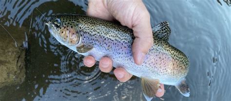 Contact Sipping Mayflies