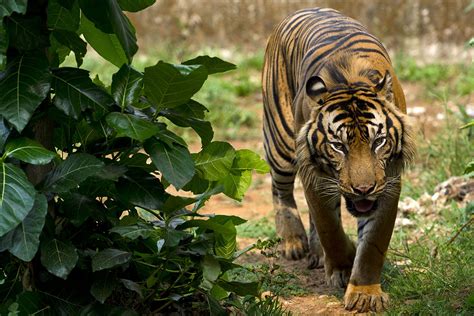 Indonesias Deforestation Is Driving Sumatran Tigers To Extinction