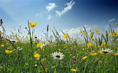 White And Yellow Meadow Wildflowers Wallpapers Wallpaper Cave