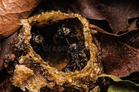The Ground Nesting Stingless Bees Building Their Nests Stock Photo