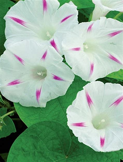 Morning Glory Tricolor Milky Way Sunny View Seeds Buy Seeds Bulbs