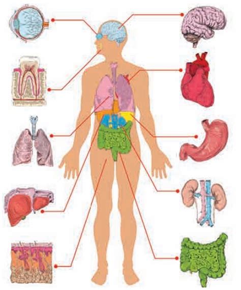 Organ System Of Human