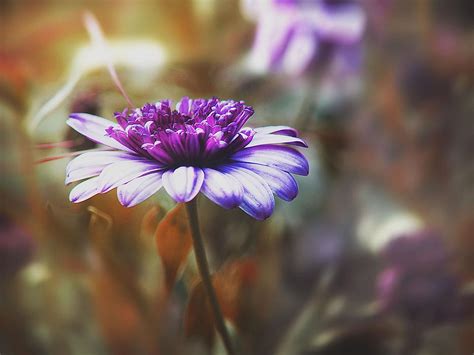 Purple Flowering Bloom Free Image Download