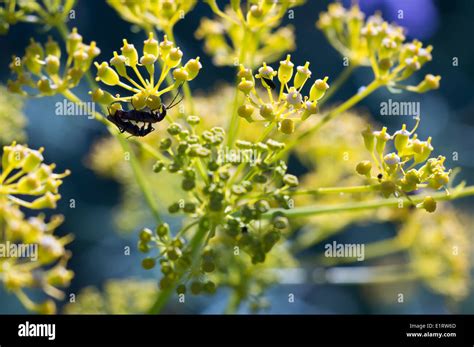 Beetles On A Yellow Flower With Umbels Stock Photo Alamy