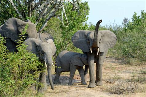 African Elephant Loxodonta Africana Group With One Raising Trunk And