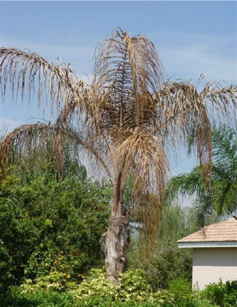 Queen Palm In Florida Dying From Fusarium Wilt Download Scientific