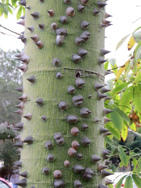 Pink floss silk tree fruit. Ceiba Speciosa-Silk Floss Tree | lifelessons - a blog by ...