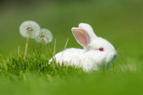 Baby White Rabbit In Grass Stock Image Image Of Easter 117751859