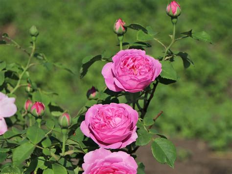 This is a video highlighting our beautiful rose, madame louise odier (or louise odier). Historische Rose 'Louise Odier' - Schönste Rosen ...
