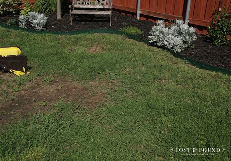 Simple Tip For Bare Spots In Your Lawn Lost And Found