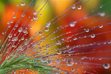 Hd Wallpaper Close Up Photography Of Flower With Water Droplets Drops