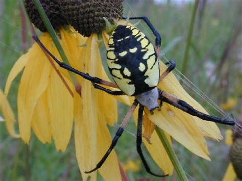 Native Animal Profile Black And Yellow Garden Spider Atelier Yuwa