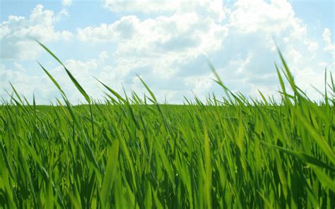 39 The Most Complete Grass Background Hd Images Complete Background