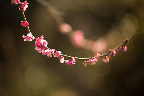 Wallpaper Japan Red Branch Cherry Blossom Nikon Pink Spring