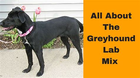 29.09.2020 · greyhound lab mix socialization. All About The Greyhound Lab Mix (Greyador): Ultimate Guide ...