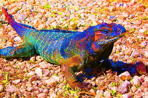 Rainbow Lizard Photograph By Katheryn Napier