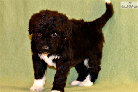 Mally Aussiedoodle Puppy For Sale Near Dallas Fort Worth Texas