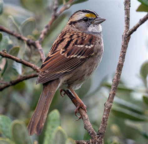 White Throated Sparrow Audubon Field Guide