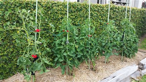 Tomato Plant Supports