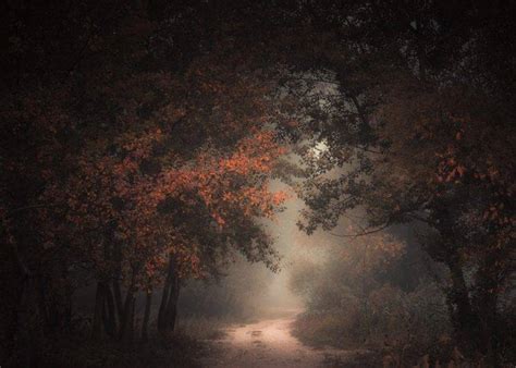 Nature Landscape Morning Forest Fall Dirt Road Mist Path Trees